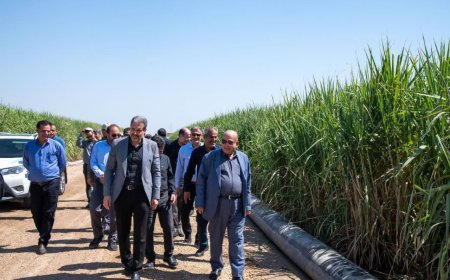 هدف‌گذاری برای تصاحب ۳۸ درصدی بازار شکر با تولید بیش از ۷۰۰ هزار تُن/رشد مطلوب مزارع نیشکر در سال زراعی جاری