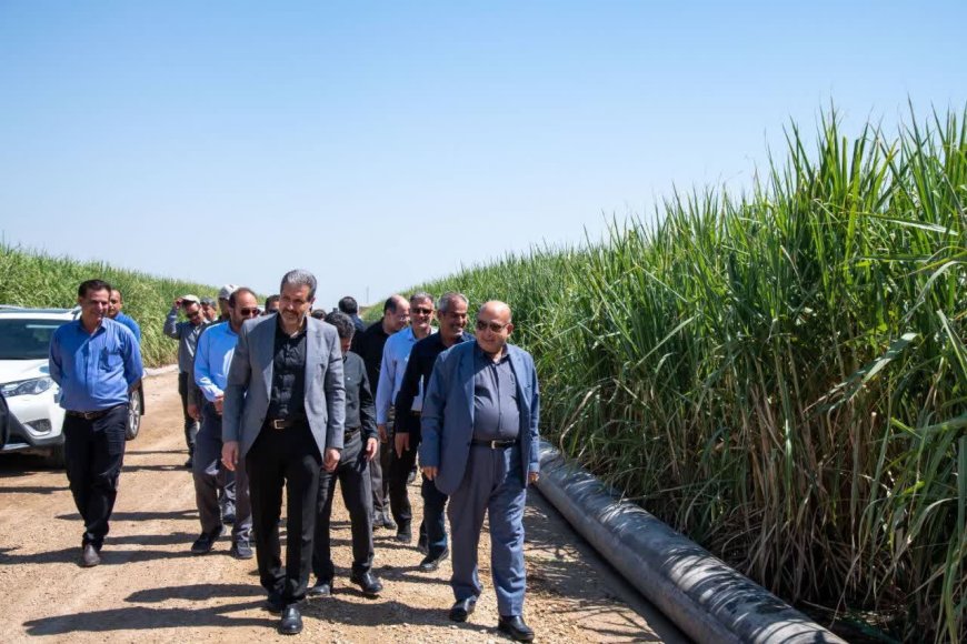 هدف‌گذاری برای تصاحب ۳۸ درصدی بازار شکر با تولید بیش از ۷۰۰ هزار تُن/رشد مطلوب مزارع نیشکر در سال زراعی جاری