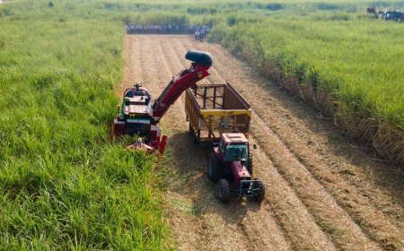 تولید بیش از ۱۰۰ هزار تن شکر خام در نیشکر دهخدا