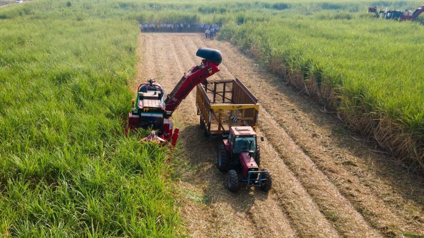 تولید بیش از ۱۰۰ هزار تن شکر خام در نیشکر دهخدا