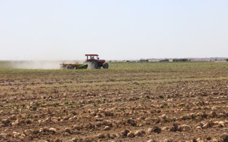 افزایش ۳۴ درصدی سطح زیر کشت چغندرقند در مزارع نیشکری خوزستان