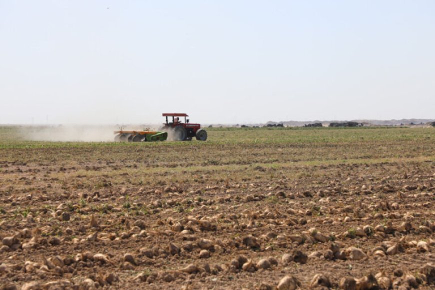 افزایش ۳۴ درصدی سطح زیر کشت چغندرقند در مزارع نیشکری خوزستان